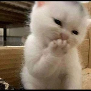 Meet your Posher, Lanique